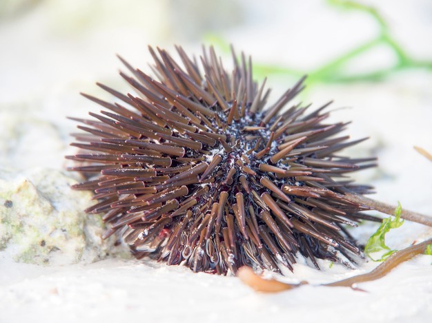 What is a sea urchin?