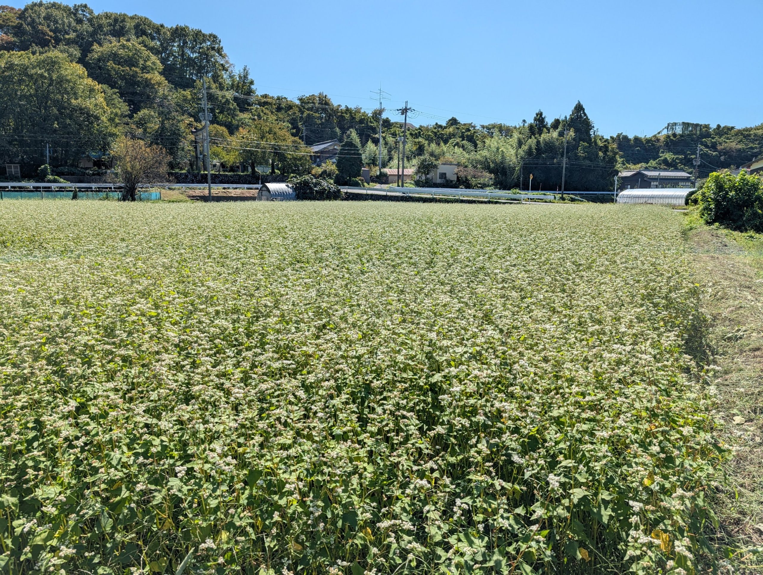 The Soba Worth Driving 200 Kilometres For: Ibuki, Shiga