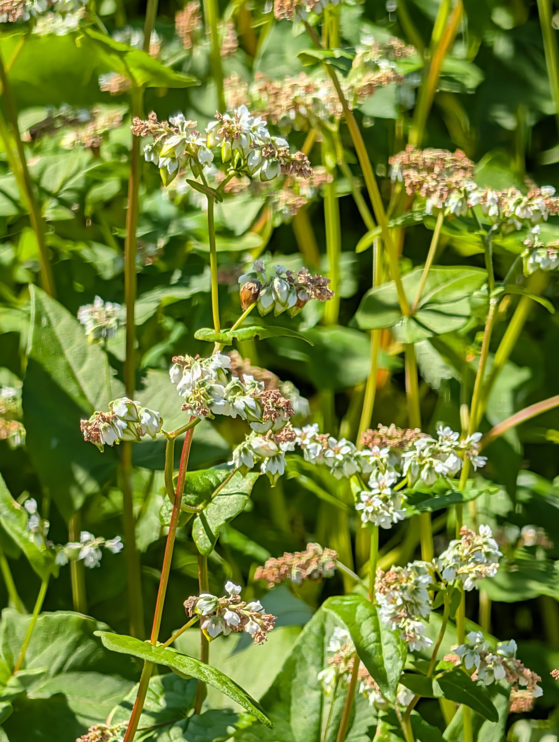 Ibuki soba flowers, some already setting seed