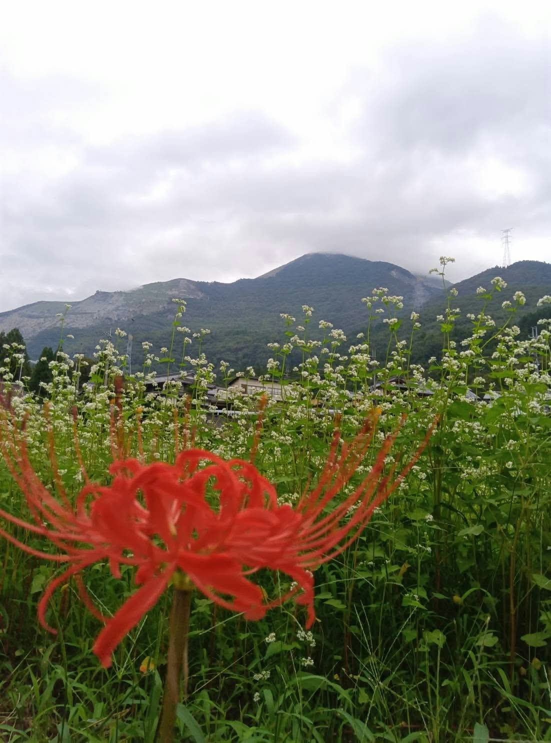 Red spider lilies and soba flowers below Mount Ibuki