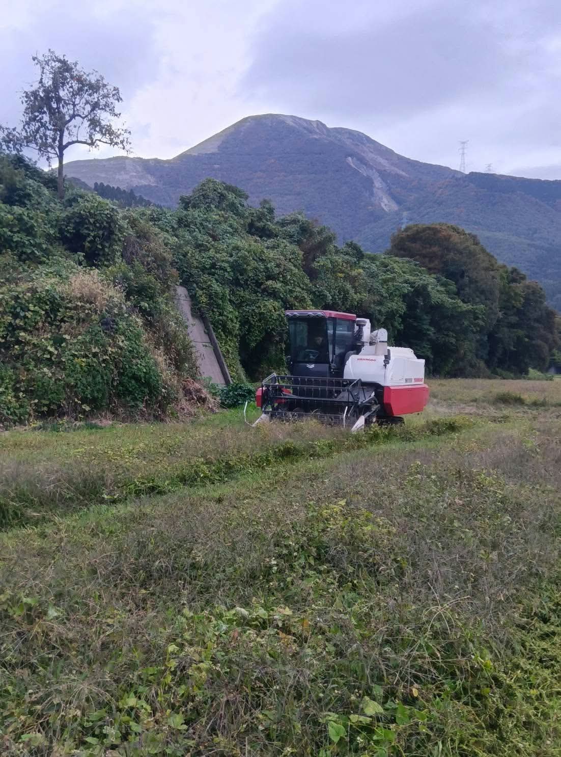 Last year's harvest: the cooperative's own combine harvester, with Mount Ibuki behind