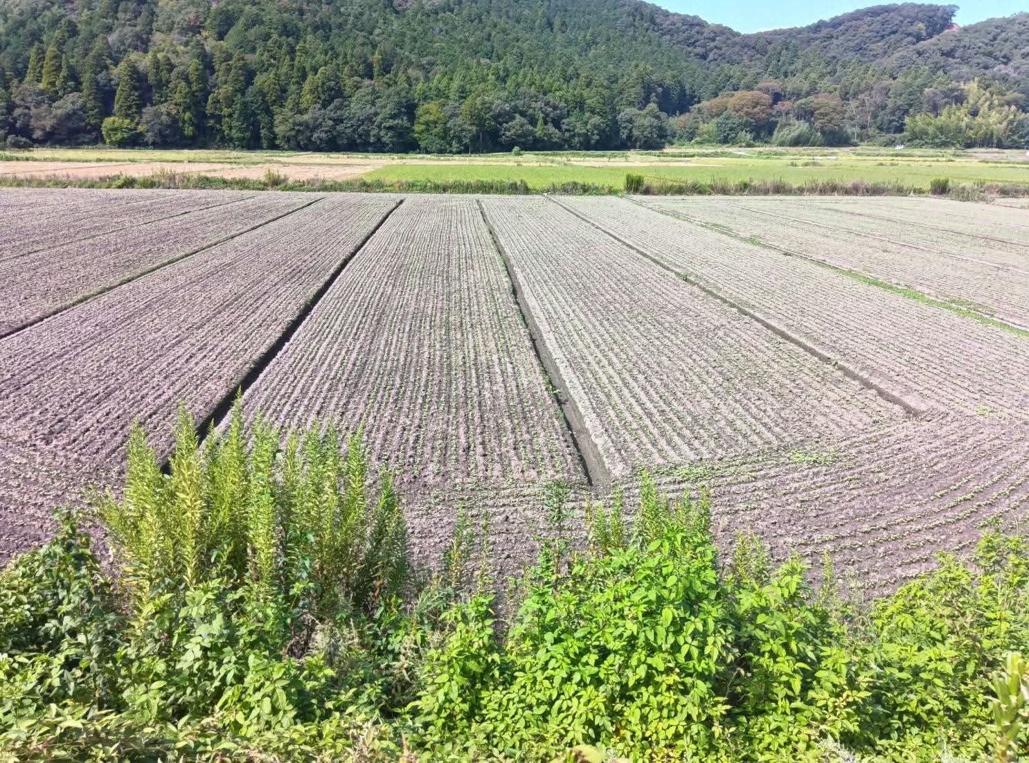 A freshly sown buckwheat field in the Nagaoka area